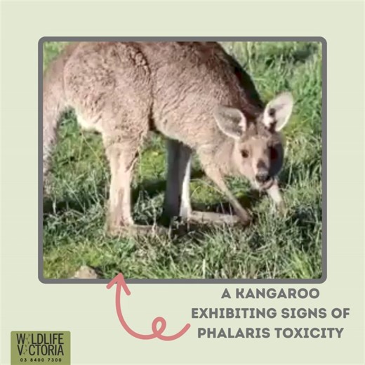 2.8K views | Wildlife Victoria on Reels | Facebook