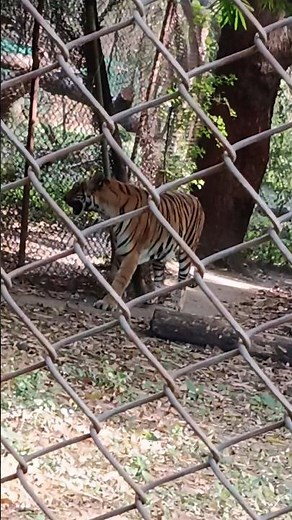 Real Tiger Roar 🐅 | Powerful Jungle Sound 😱 #shorts #TigerRoar #zoo
