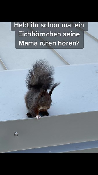 Squirrel Crying Sounds: Funny Mama Squirrel Calls in the City