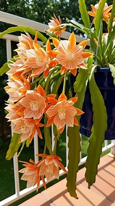 18K views · 6.7K reactions | The flowering plant is a hybrid Epiphyllum, commonly known as an orchid #orchids #gardening #garden #flowers | Ammy Lia | Facebook