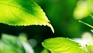 Tierfilme | Tierdokumentationen | AmazingNature Alpha