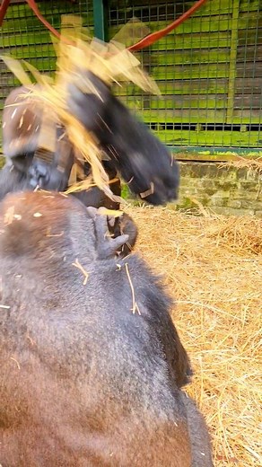 48K views · 10K reactions | Watch these teenage male gorillas playing. This is important for their development into silverbacks. It also helps them form strong social bonds with each other. #gorilla #play #animals #reels | gorillareel | Facebook