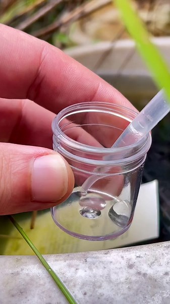 Mosquito Larvae Revealed Under the Microscope