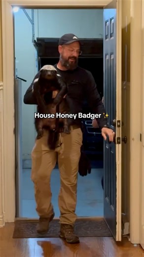 The South African Honey Badger ✨🦡🍯 Thys got to take a trip inside today! #honeybadger #animallover | Buckeye Honey Badgers