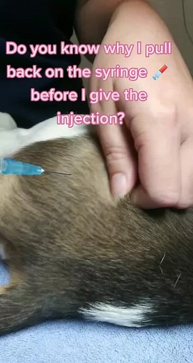 #question #why do I pull the injection back? Is there a reason? #HPRadicalReuse #veterinarian #for #you #fypシ