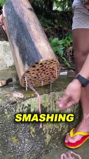 Never Touch This Piece of Wood in the River!