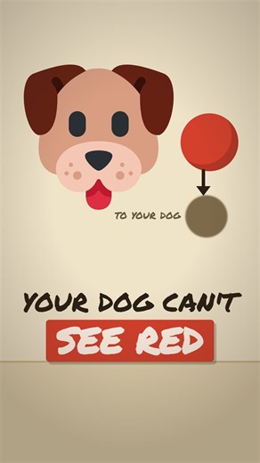 Your dog cant see red