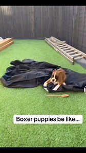 91K views · 3.2K reactions | Boxer puppies have lots of energy #funnydogreels #boxerdog #dogs | Boxer Madness | Facebook