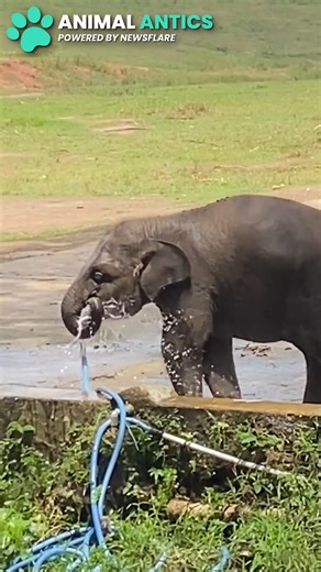 This smart little elephant found the unlimited refills! 🤣🥰 | Animal Antics