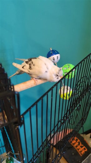 fluffy burds