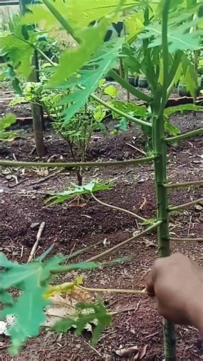 Pemangkasan daun untuk merangsang pertumbuhan #gardening #garden #pertanian