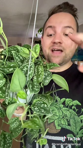 Scindapsus Pictus Hanging Plant Care Guide