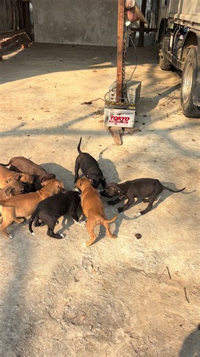 #🇲🇲jack🔥 #🇲🇲Game_Star_Danger🔥 #apbt_game_dog #training #fyp @🇲🇲JACK🔥Game_Star_Danger🔥