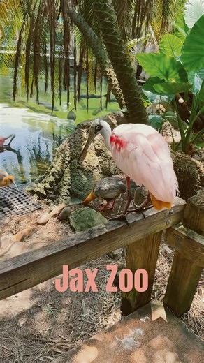 My First Daytime Visit to the Jacksonville Zoo! 🦒🌿