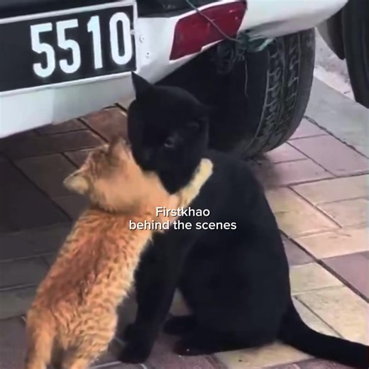 Clingy Kittens: Adorable Moments with FirstKhao