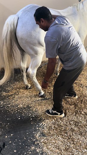 Check hind mobility #emirates🇦🇪 #horsegirl #equestrain #foryoupage #humanity #ptigulf #mostviews #SHEINeid #equestrain