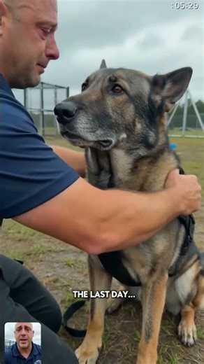 He knew it was his last day working 😭💔 #shorts #GermanShepherd #DogShorts
