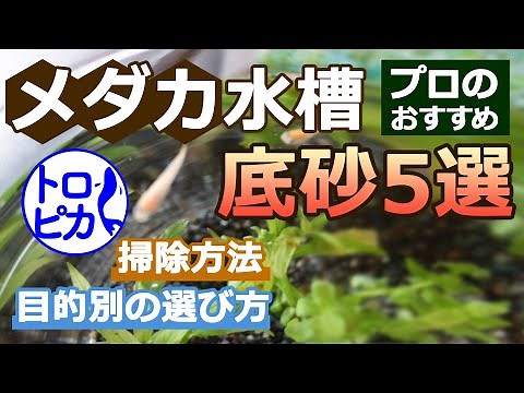 Bottom sand for killifish(Medaka)