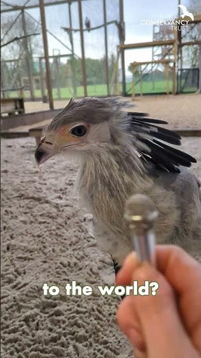 Welcoming our new Secretary Bird