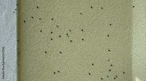 Box Elder bugs swarm and infest the siding of a house in the fall - selective focus