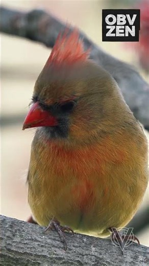 Northern Cardinal heading to the feeder #birds #birbs #birdfeeder #wildlife #nature