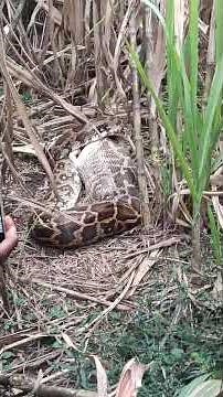 Huge Python in Ammankop, Haliyal — Swallows a Dog!