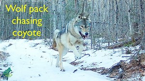 104K views · 1.5K reactions | The Thuja Pack chasing a coyote in...