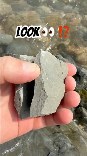 A great fossil surprise⁉️#fossil#ammonite#jurassiccoast