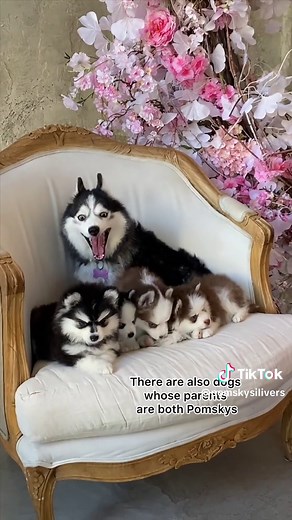 What Is a Pomsky Dog? Husky × Pomeranian Mix Explained