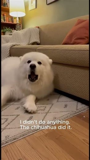 I didn't do anything #trendingshorts #funny #dogs