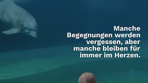 Eine besondere Begegnung: Was ein Mädchen und ein Delfin gemeinsam erleben, bleibt unvergesslich