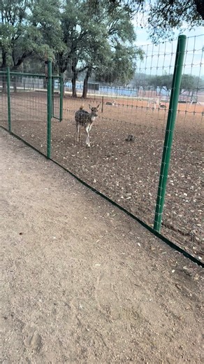 Another Day another Addi snack video!! Today she tried sweet potato and found that she liked it. Came back looking for more😅 #zookeeper #exoticresortzoo #exoticanimals #exotic #texashillcountry