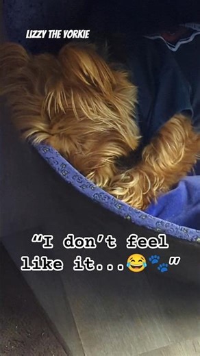 Lizzy the Yorkie | Nope… Not Today 😂🐾