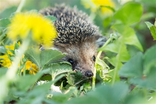 Here’s how to know a hedgehog is already living in your garden - Netmums