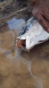 385K views · 1K reactions | May nakain na eel ang ISDANG putian! #followersreels #highlighteveryone #followerseveryone #everyonefollowers #fish | Mabuhay Ka Vlogs | Facebook