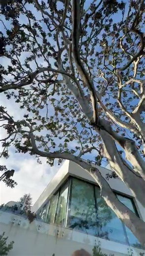 forest treecare (@foresttreecare6)’s videos with original sound - forest treecare