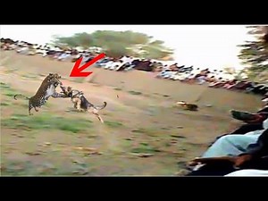 German Shepherd fends off a leopard!!!