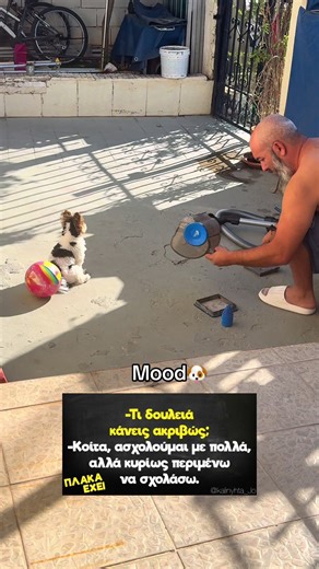 Funny Dog Videos: Meet Tommy the Yorkie