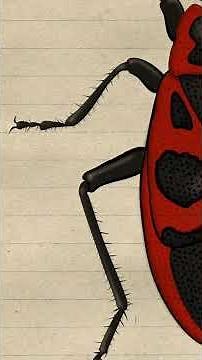 Feuerwanzen und ihre Symbiose #insekten #naturdoku