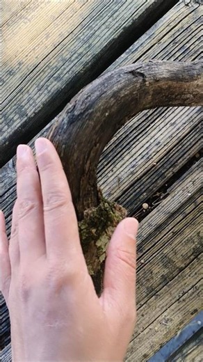 How Dry Wood Sounds #sunset #naturesounds