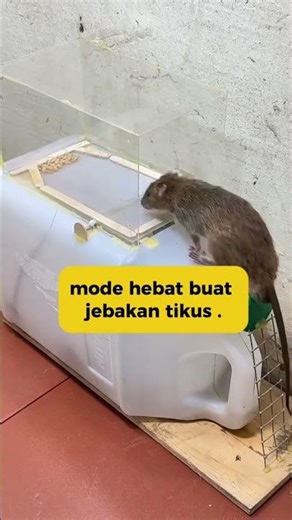 creative mouse trap ideas #shorts #creativeideas