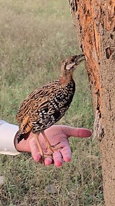 31K views · 569 reactions | An incredible moment from the wild where a partridge skillfully picks tiny termites from a tree. A natural feeding behavior that shows the beauty, precision, and survival instincts of this amazing bird. #birdswatching #birdslover #partridges #usabirds | Birds Lover | Facebook