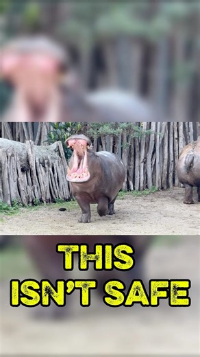 WHY HIPPOS ARE SO DANGEROUS