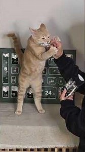 We just finished opening the @patitasco advent calendar 🩷 #animals #pets