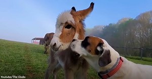 Watch How This Dog Adorably Made Friends with a Baby Donkey | GreaterGood