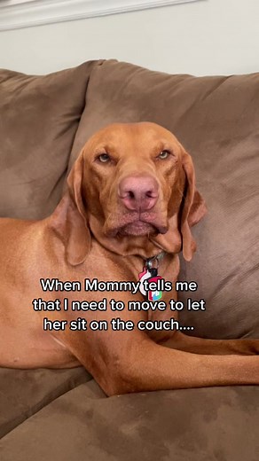 Maple the Boss: Funny Vizsla Dog Humor
