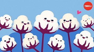 Why is cotton in everything?