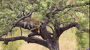Leopard eating prey in a tree in Kruger National park, South Africa ; Specie Panthera pardus family of Felidae