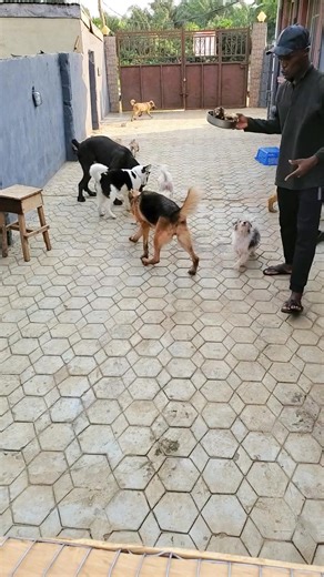 Impulse Control Training for Pets at Max Kennels