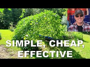 How to Build a Super Simple Arch Trellis for Vertical Gardening (Pick Your Beans in the Shade)